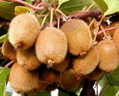ACTINIDIA CHINENSIS